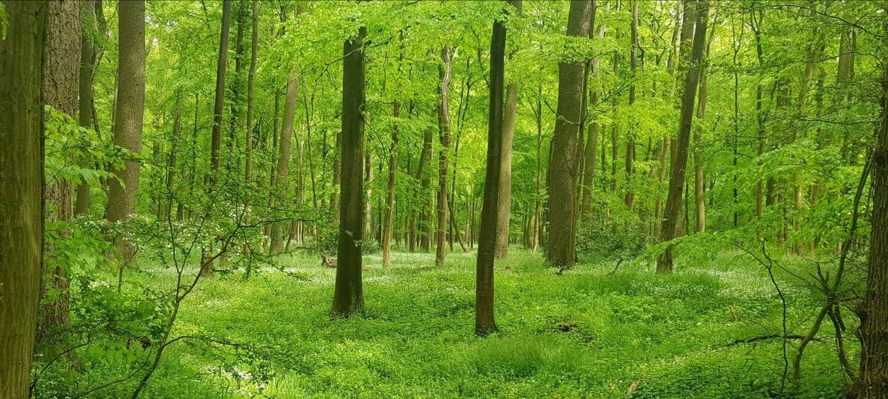 Arnsberger Waldforum wird vorbereitet