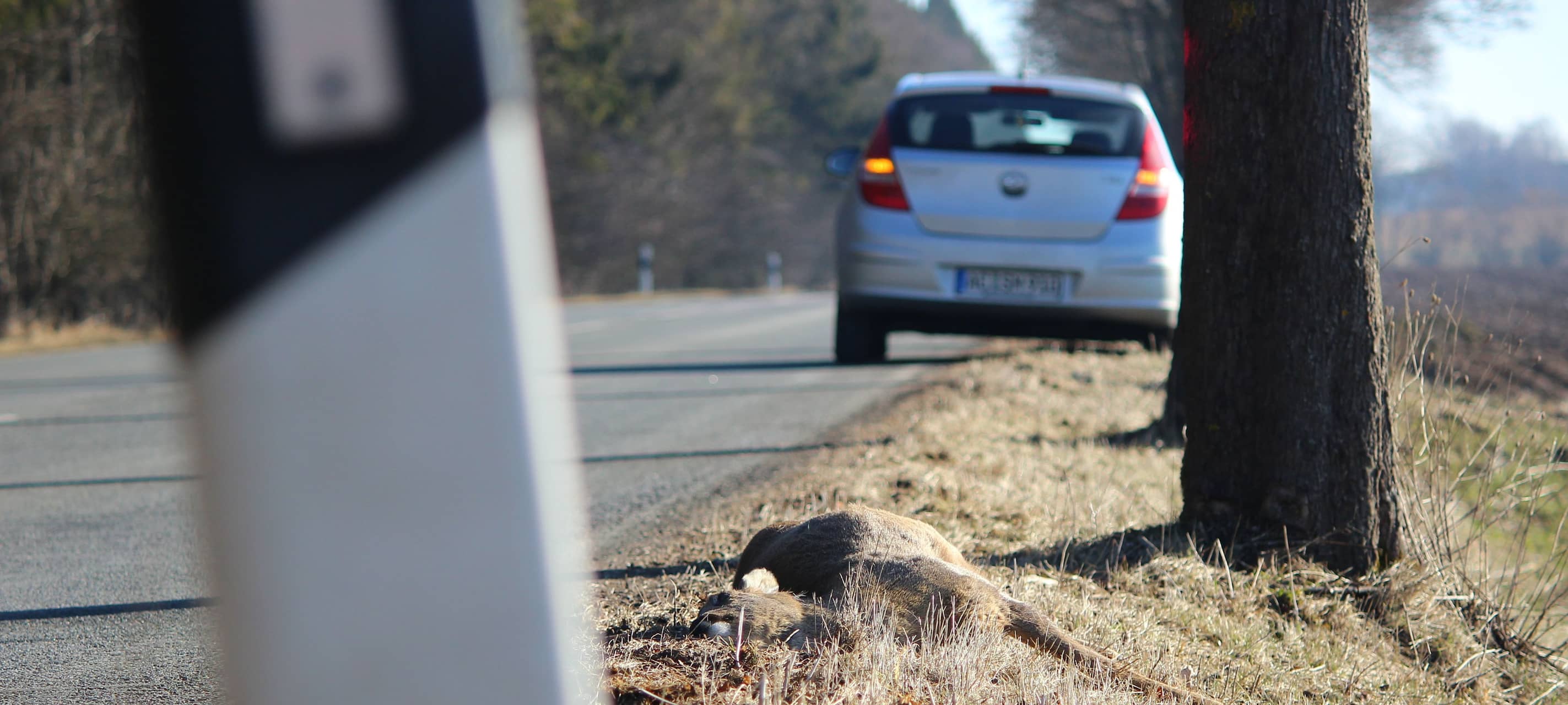Gefahr für Wildunfälle steigt