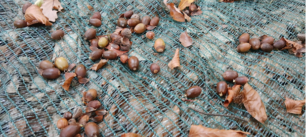 Eichelsaat im Arnsberger Wald geernetet