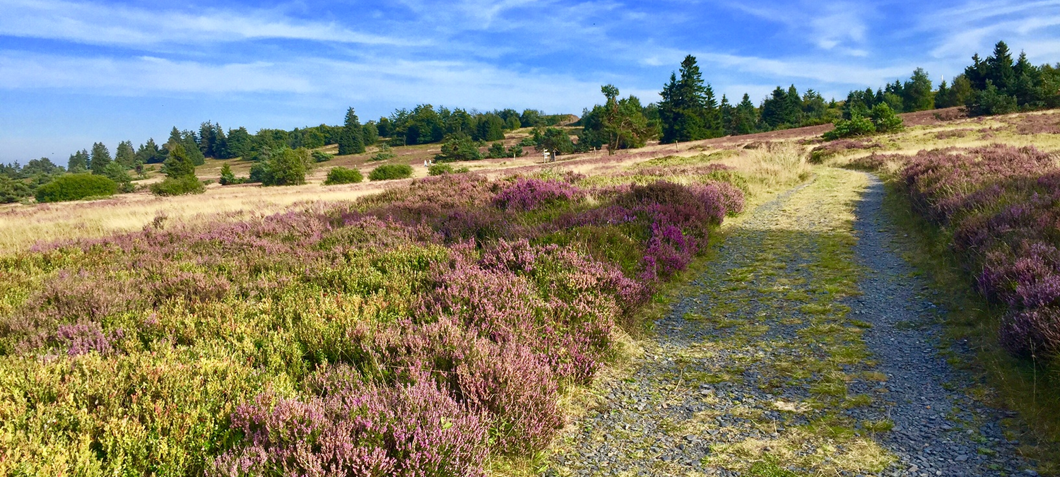 Hochheideprojekt im Sauerland erfolgreich
