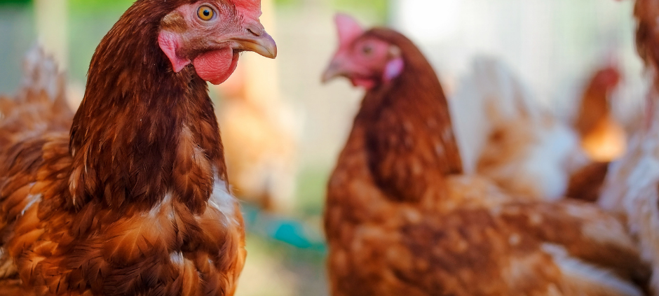 Marsberg: 1000 € Belohnung für Hinweise auf Tierquäler