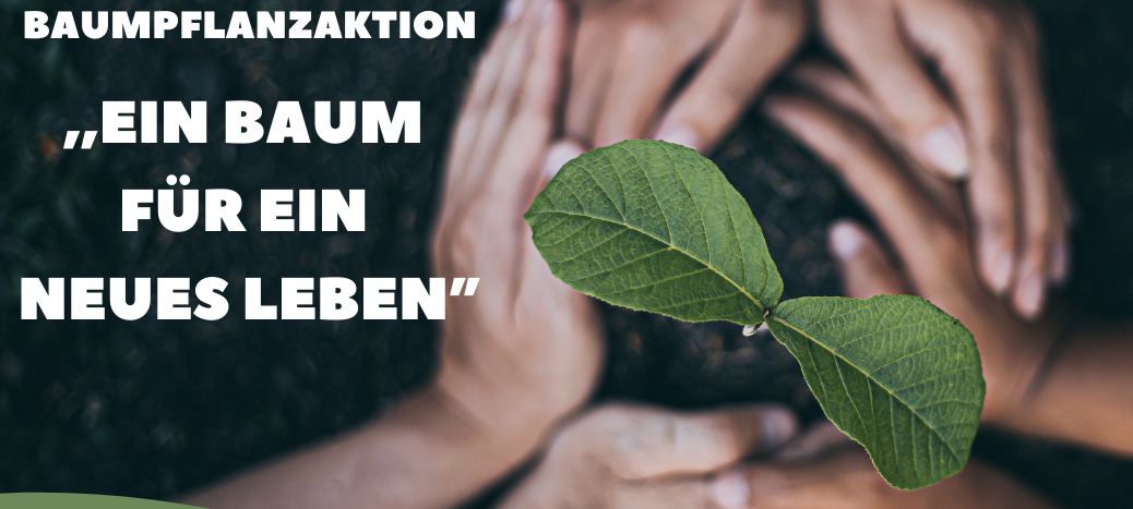 Baumpflanzaktion in Brilon