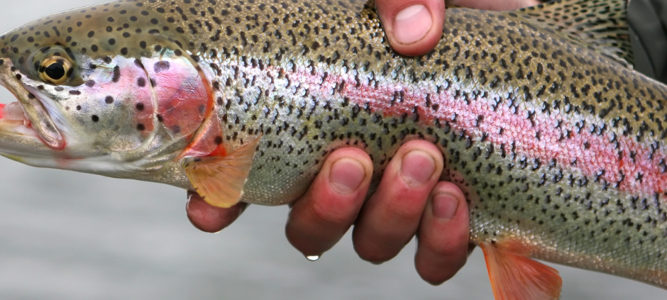 Das Sauerland produziert eine große Menge an Speisefisch