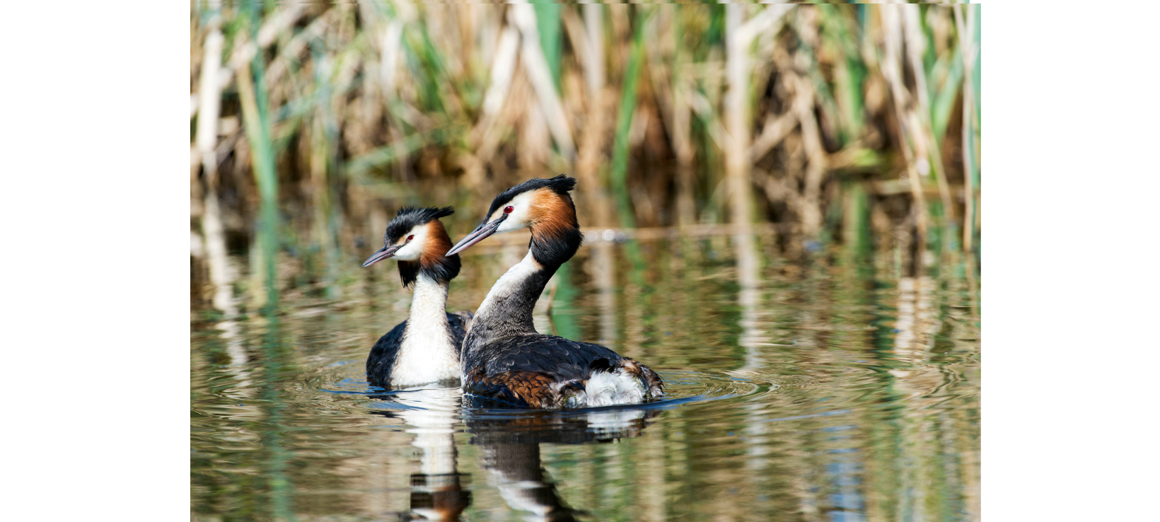 Wasservögel brüten an den Ufern der Talsperren im Sauerland