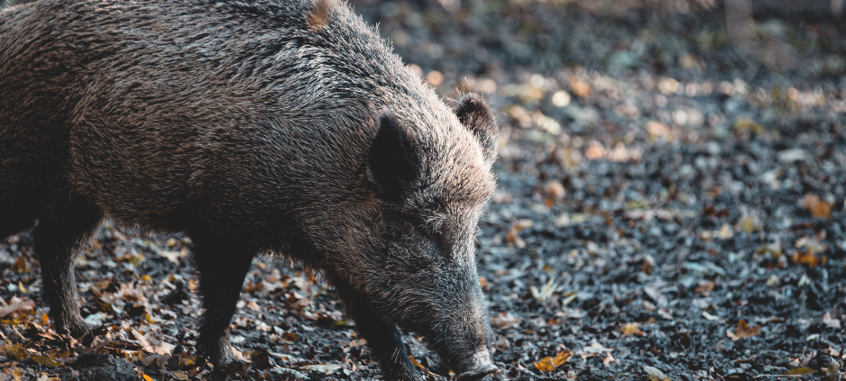 Sauerland: Wildschweine finden viel Futter