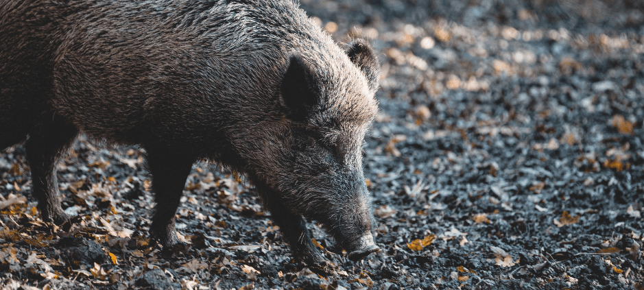 Auswirkungen der Afrikanischen Schweinepest