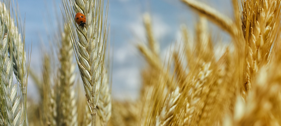 Regenwetter gefährdet Getreideernte im Sauerland
