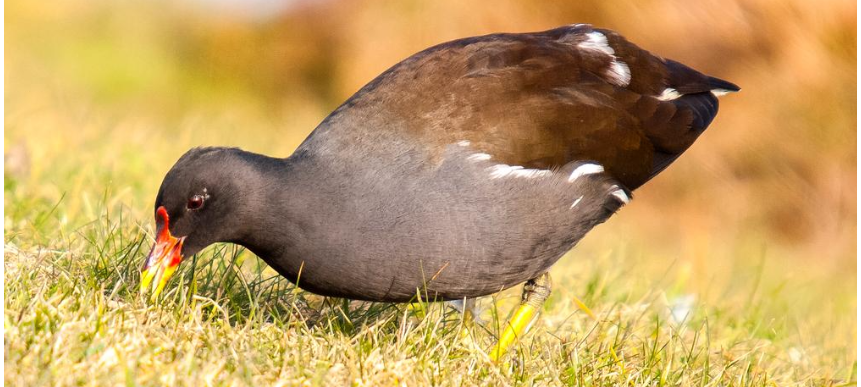 Vogel des Jahres 2023 gesucht