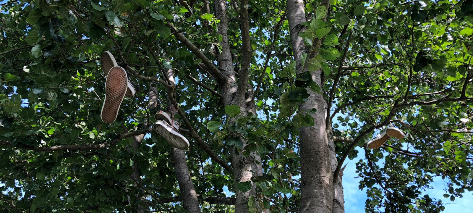 Zum Nachhören: Turnschuhbaum in Winterberg