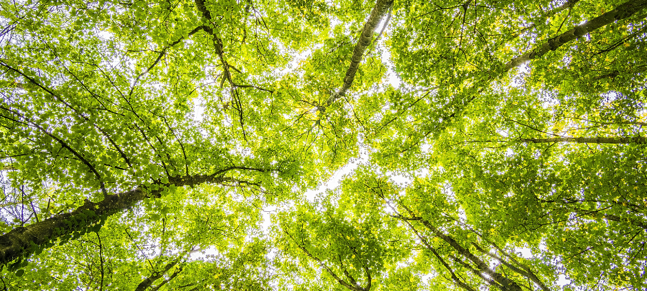 Wald: Hochsauerlandkreis unter den Top 3 in NRW