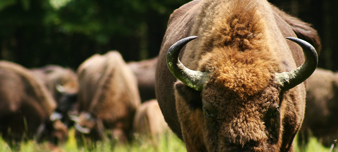 Zukunft der Rothaarsteig-Wisente weiter ungewiss