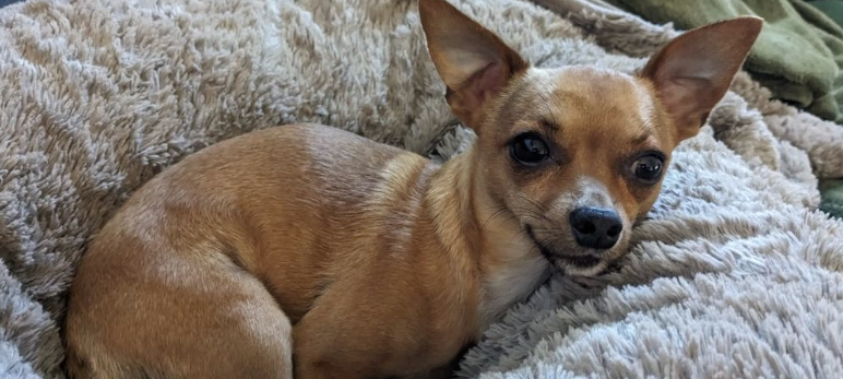 Zum Nachhören: Das Radio Sauerland EM-Orakel