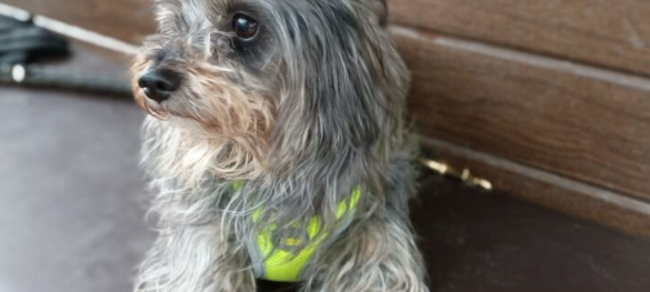 Zum Nachhören: Das Radio Sauerland EM-Orakel