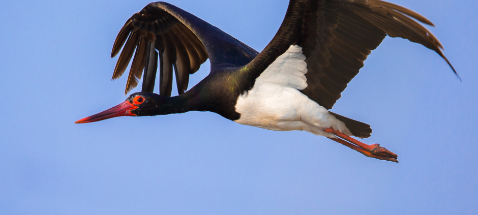 Sauerland: Bürgerbegehren Naturpark Arnsberger Wald