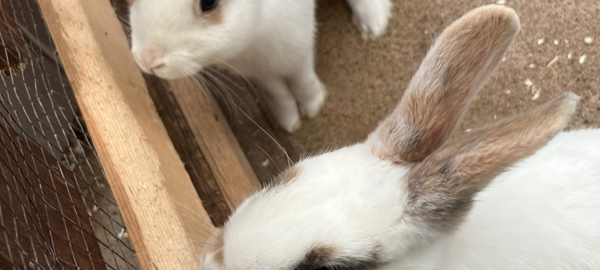 Zum Nachhören: Das Radio Sauerland EM-Orakel