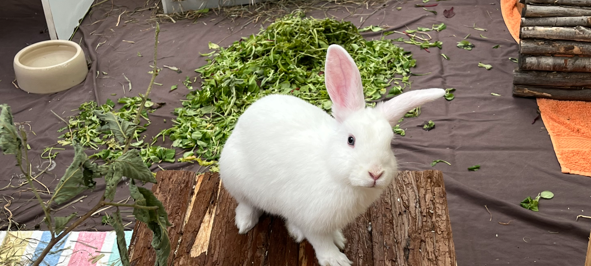 Zum Nachhören: Das Radio Sauerland EM-Orakel