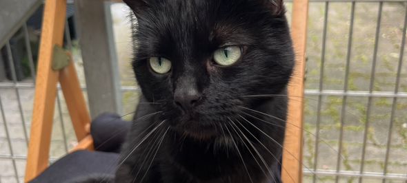 Zum Nachhören: Das Radio Sauerland EM-Orakel