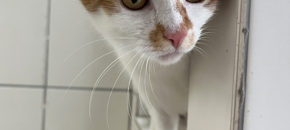 Zum Nachhören: Das Radio Sauerland EM-Orakel