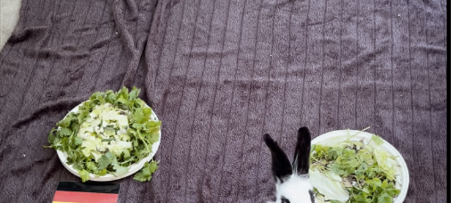 Zum Nachhören: Das Radio Sauerland EM-Orakel