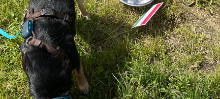 Zum Nachhören: Das Radio Sauerland EM-Orakel