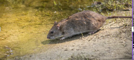 Sundern: Stadt geht gegen Ratten vor
