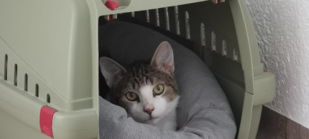 Zum Nachhören: Das Radio Sauerland EM-Orakel