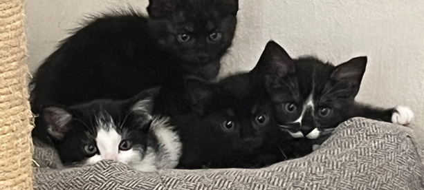 Zum Nachhören: Das Radio Sauerland EM-Orakel