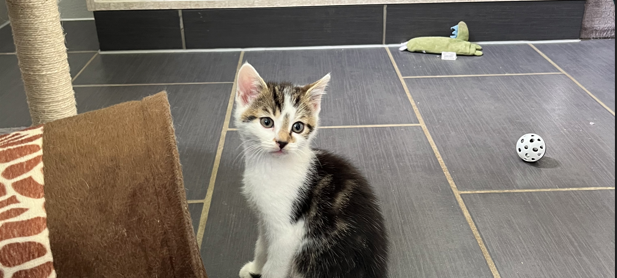 Zum Nachhören: Das Radio Sauerland EM-Orakel