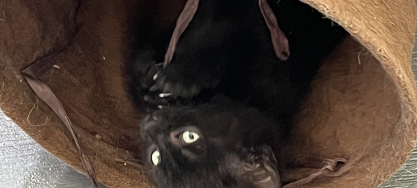 Zum Nachhören: Das Radio Sauerland EM-Orakel