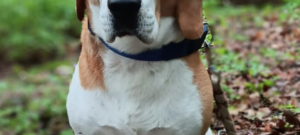 Zum Nachhören: Das Radio Sauerland EM-Orakel