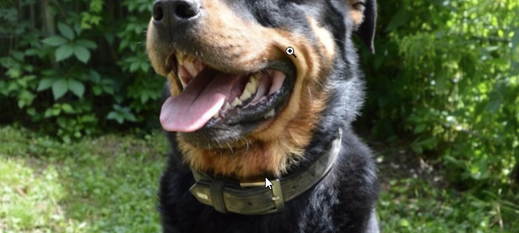 Zum Nachhören: Das Radio Sauerland EM-Orakel