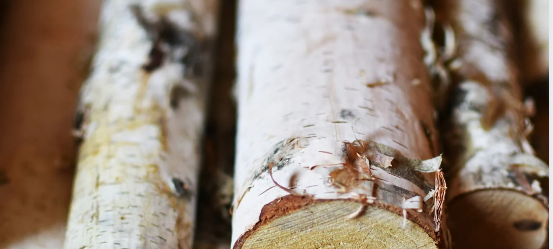Sauerland: Birken wachsen auf Kahlflächen