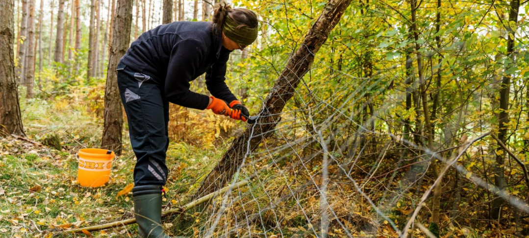 Wildkatzen im Sauerland