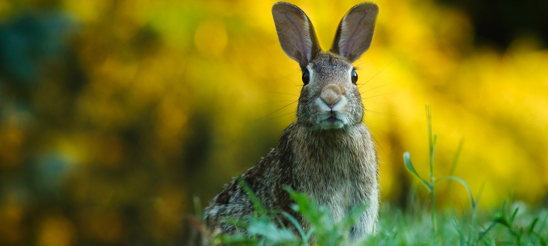 Hasenpest im Kreis Paderborn nachgewiesen