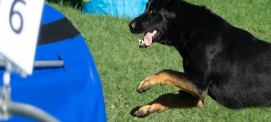 Hundesport-Highlight steigt in Arnsberg