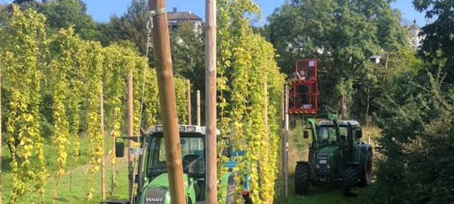 Hopfenernte in Hallenberg beginnt