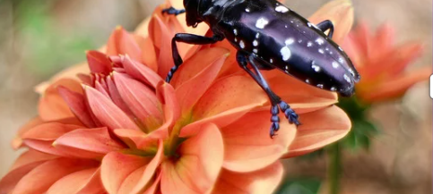 Neheim: Waldexperten üben für den Notfall