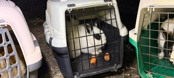 Tiernothilfe Marsberg rettet ausgesetzte Kaninchen