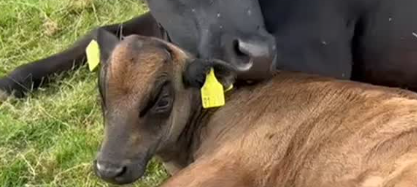 Grüne Woche: Mutterkuhhalter aus dem HSK sind dabei